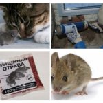 Ratos de combate