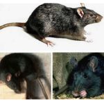Rato preto