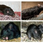 Rato preto