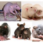Ratos decorativos