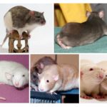 Animale decorative