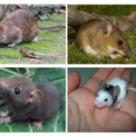Filhotes de ratos e camundongos