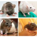 Pets
