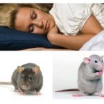Ratos e ratos estão sonhando