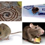 Cola para ratos