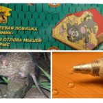Cola de ratos