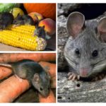 Danos de camundongos no país