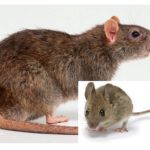 Rato e rato
