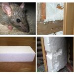Ratos e espuma