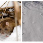 Rato no inverno