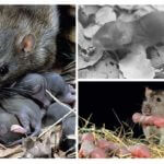 Rato com ratos