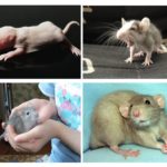 Filhotes de rato