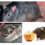 Ratos