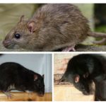 Ratos pretos e cinzentos