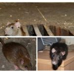 Ratos