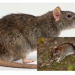 Ratos e camundongos