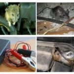 Ratos no carro