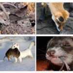 Animais que comem ratos