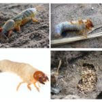 Urso de larva