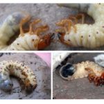 Larvas de insetos