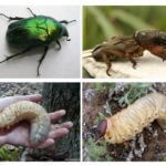 Larva do besouro de maio e Medvedka