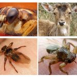 Piolhos alces