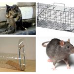 Ratos de pesca