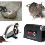 Ratoeira