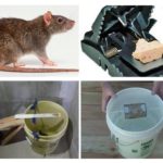 Armadilhas de rato