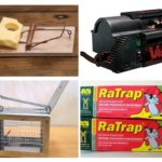 Trappola per roditori
