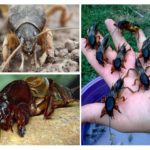 Medvedki perigo para os seres humanos