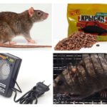 Métodos de lidar com ratos