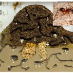 Anthill dalam potongan