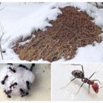 Formigueiro no inverno