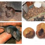 Ratos na adega