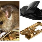 Ratoeira