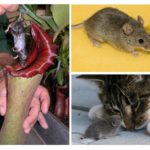 Ratos como comida