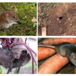 Ratos no jardim