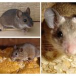 Rato em casa