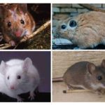Ratos moídos
