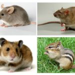 Diferença de um rato de outros animais