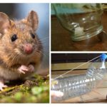 Captura de ratos sem uma ratoeira