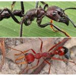Representantes do gênero Paraponera