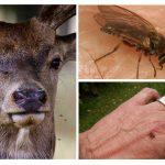 Peste animal