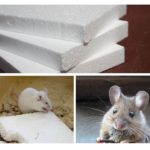Espuma e rato