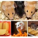 Alimentos para roedores domésticos
