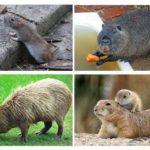 Animais parecidos com ratos