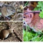 Rato do campo
