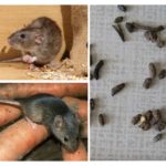Sinais de presença de roedores