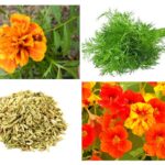 Plantas de pragas